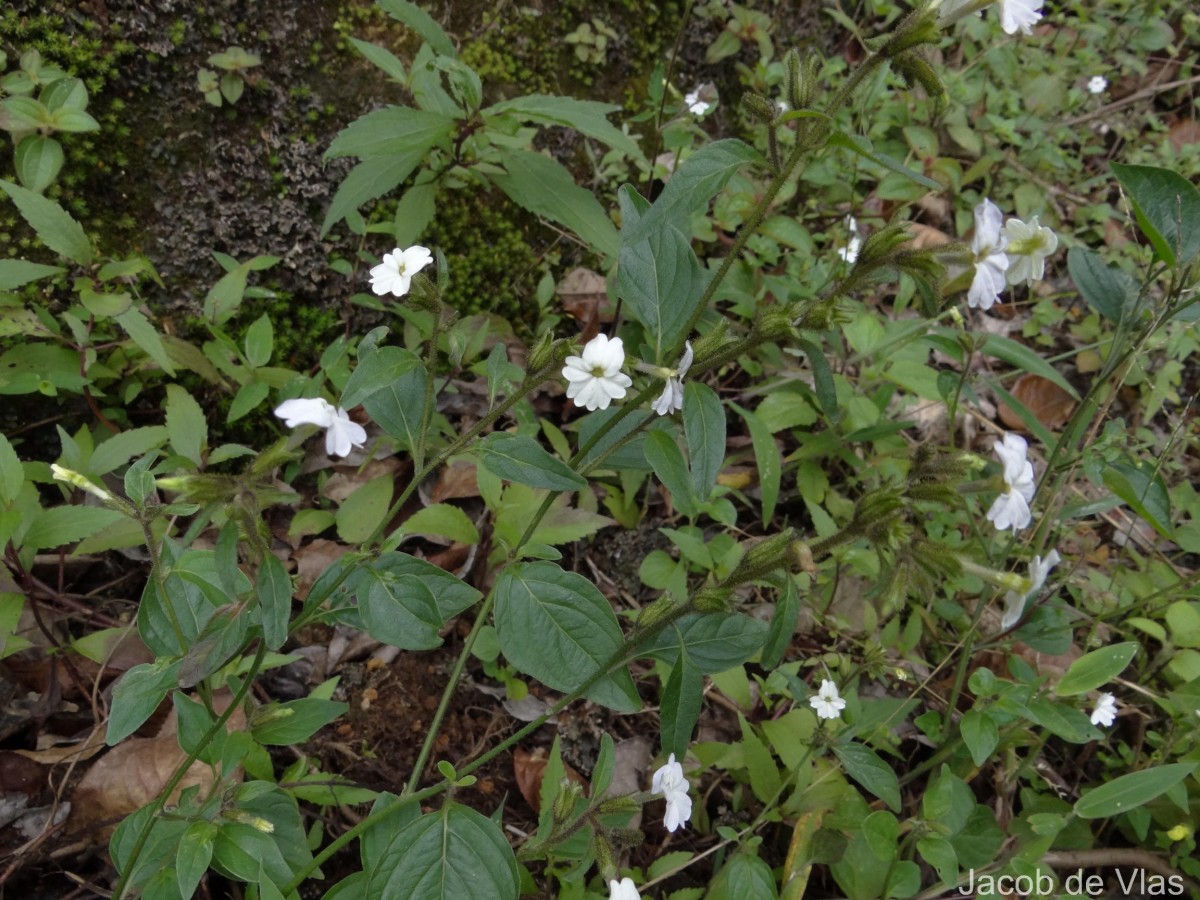 Browallia americana L.